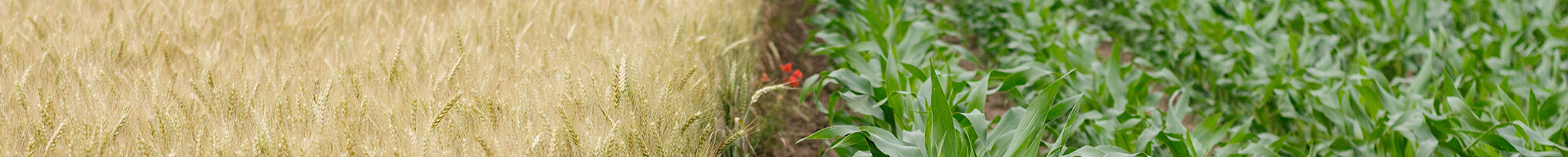 Farmland